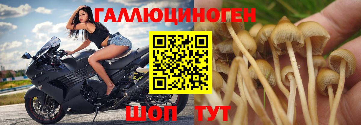 Рязань  Псилоцибиновые грибы Cubensis  Вход с VPN 